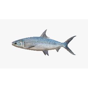 3D Milkfish